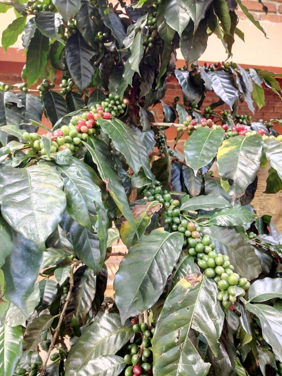 Imagen de una planta de café en flor.